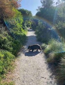 Bluegum - The Yanakie House - Wilsons Promontory