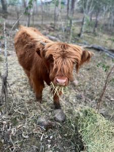 Tintenbar Riverfront Farmstay 2 by Tiny Away