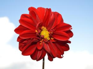 Mystique Highland Resort