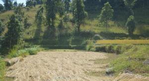 Mystique Highland Resort