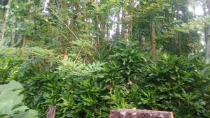 Govanashree Homestay