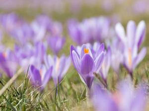 Blue Eyes Centre Free Parking