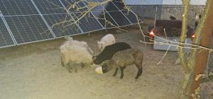 Farmhouse Rosehip Flower Romania Brasov