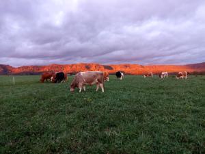 Ferienwohnung Kuhstall