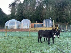 The Cabin in the Woods