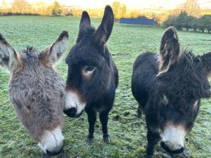 Sky gazer cabin in the woods