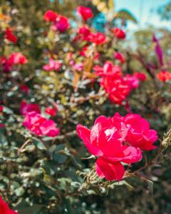 Jardin del Sol Ecoglamping SAS