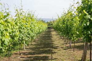 Quinta da Marinhela - Douro Valley by Rural Escape