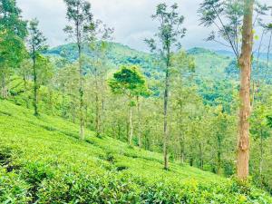 Zonooro Homestay Vythiri