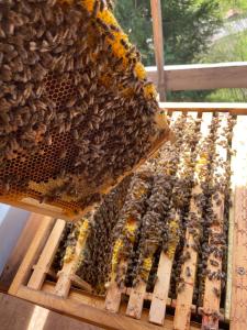 Veraltenhof Agriturismo B&B