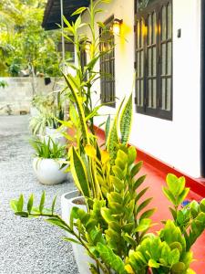 Margosa Villa In Mirissa