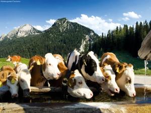 Apartment in Taxenbach near Ski Lift