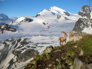 wooden chalet in Betten near the Aletsch Arena