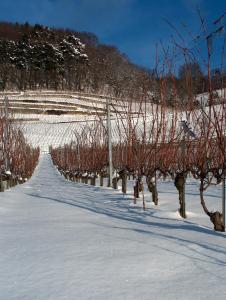 Terrasse des vignes