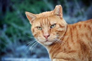 CALLIOPE MAILLE studios & apartments