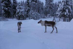 Villa Arctic Stillness