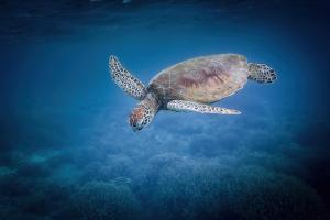 Solis in Agnes Water