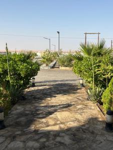 Acacia Bidiyah