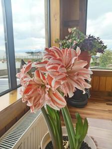 Hostal Doble E Patagonia