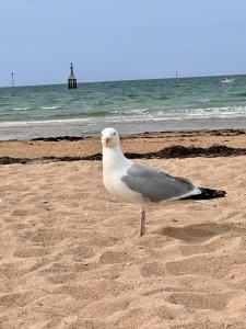 La Maison des Copains - Port en Bessin - 13 people