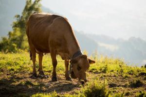 Résidence Les Chardons - Studio avec vue et balcon SUD MAE-9663
