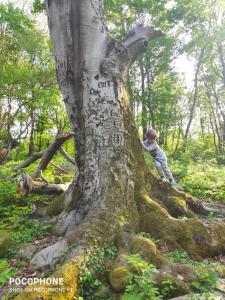 Vista & Ruins - Forest Lodge In Breathtaking Scenery