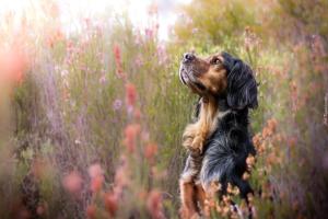 Holiday home with a large private garden