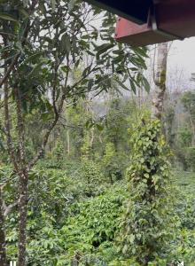 COFFEE ESTATE STAY COORg