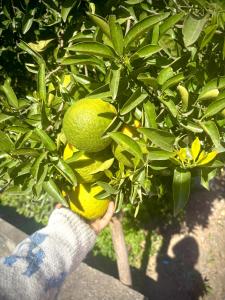 Ramashrya Homestay & cafe