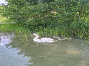 Cottage in a quiet location by the lake Mausz, Parchowo in Kashubia