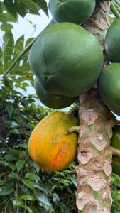 Gocamping Bảo Lộc Homestay