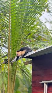 Cabaña Vacal WiFi, beach front #1