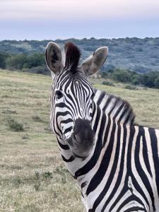 Elephant Lodge - Sundays River Cottages - Addo Park South - only 5 min