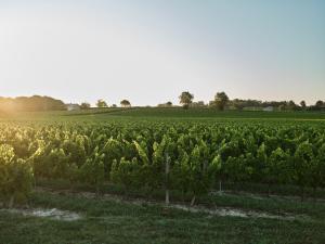 Près de Saint-Émilion maison de vigneron au cœur des vignes