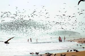 Económicas Habitaciones Privadas Cerca de Playa