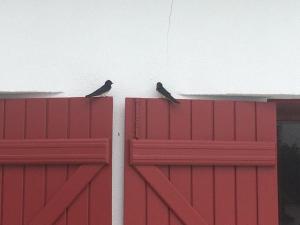 La maison aux volets rouges