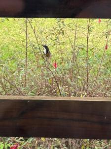 Bemm River Bungalows - Luderick Lodge Bungalow 3