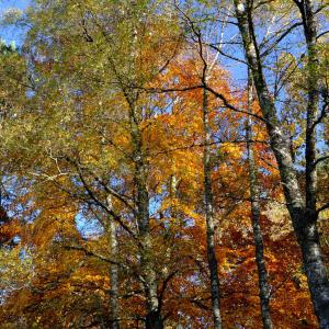 Hotels Ecoparc Des Monedieres : photos des chambres