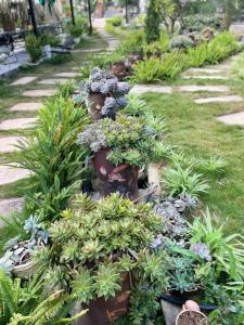 Mộc Homestay - Mộc Châu