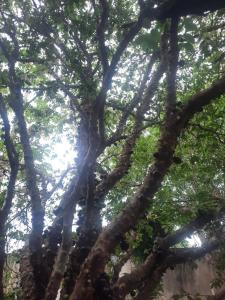 Casa do Sardinha - 1 Suite e 2 Quartos