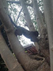 Casa do Sardinha - 1 Suite e 2 Quartos