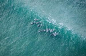 Surfstar at Mimosa Jeffreys Bay