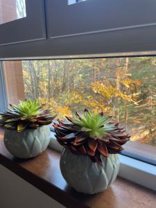 Apartman Lavina Divčibare