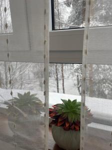 Apartman Lavina Divčibare