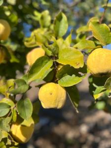 Monte da Palmeira Feedme Farm