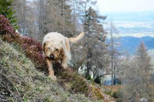 Zirbenholzhaus mit Sauna & eingezäuntem Garten