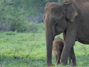 coconut camp udawalawe