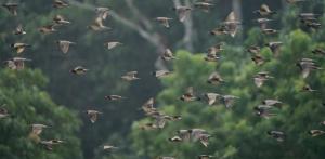 coconut camp udawalawe