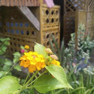 Shirleys Cottage - Pamilacan Island