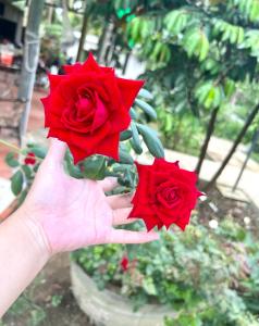 LaMera Hotel Homestay